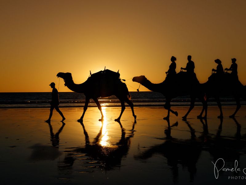 Camels on Cable Beach at Sunset