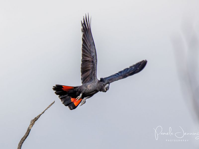 Red-tailed Black Cockatoo_WA