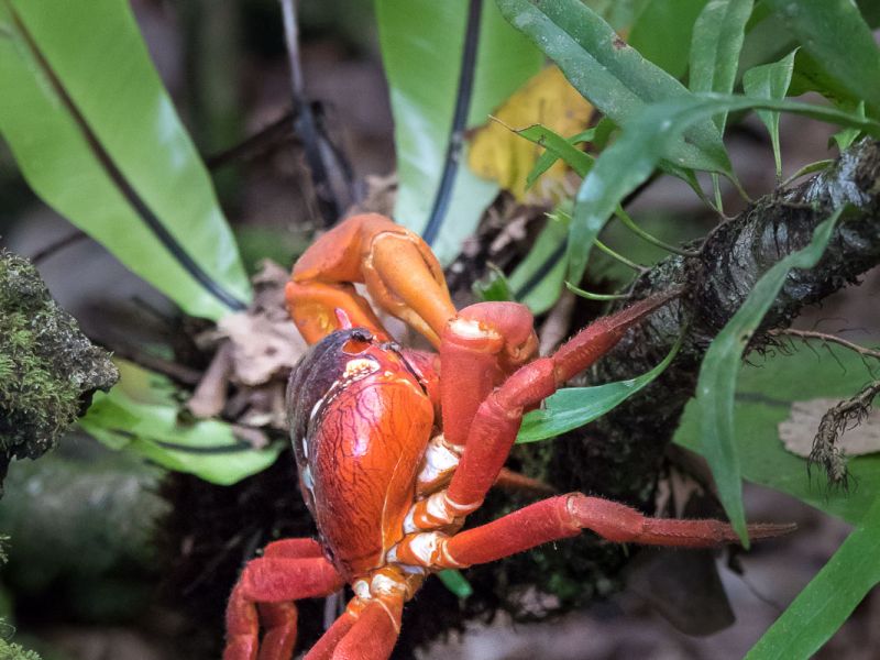 Red Crab | Christmas Island