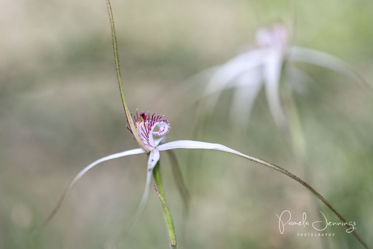 Spider Orchid_WA