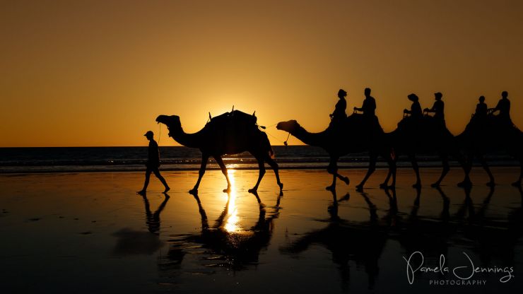 Camels on Cable Beach at Sunset
